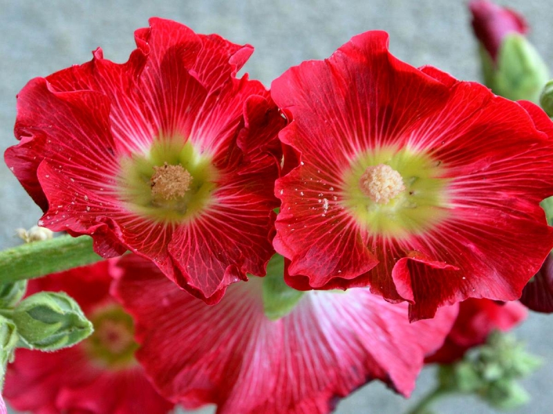 Alcea rosea 'Chater's Red' (Rot) - JParkers
